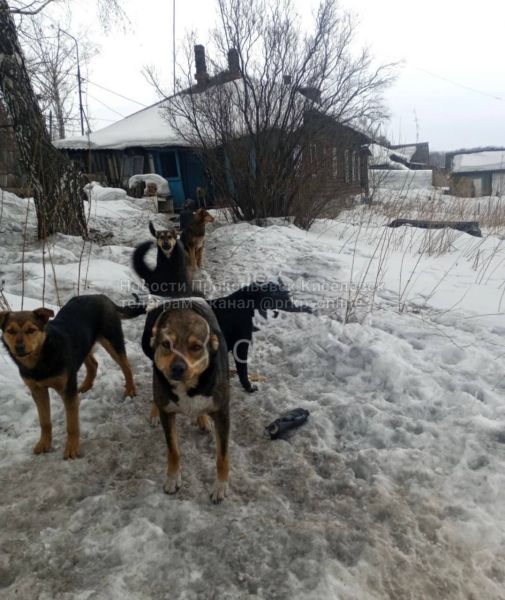 Бродячие собаки запугали жителей Прокопьевска