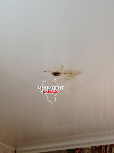 Соцсети: моча соседских животных залила квартиру кемеровчанина
