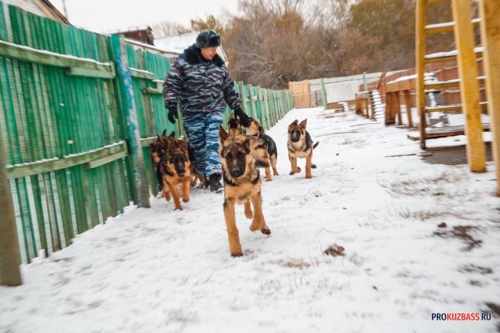Марш служебных собак впервые пройдёт в Кемерове