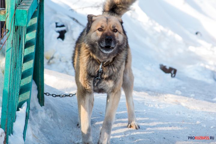 Жительница Кузбасса пожаловалась на стаю собак возле школы