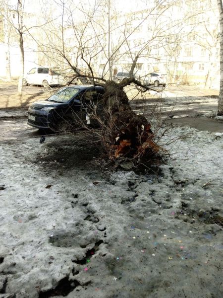 Дерево упало на автомобиль в Юрге