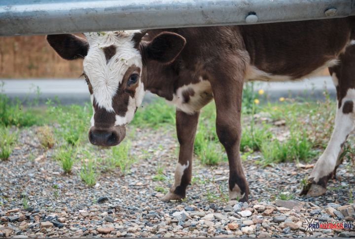 В Кузбассе поезд столкнулся с крупным рогатым скотом