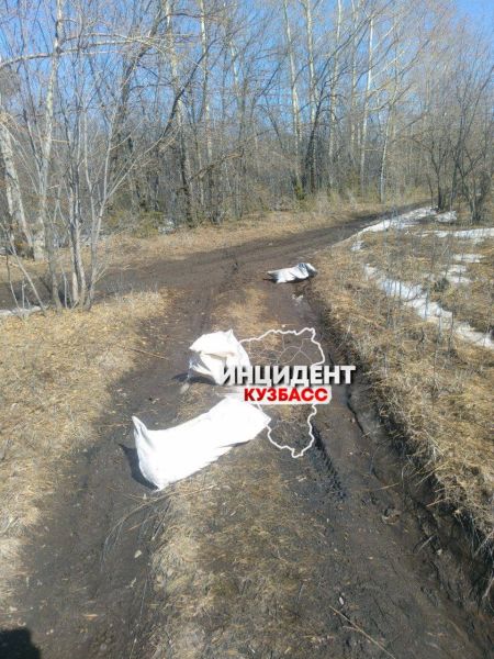 Соцсети: в Новокузнецке обнаружили мёртвых собак в мешках