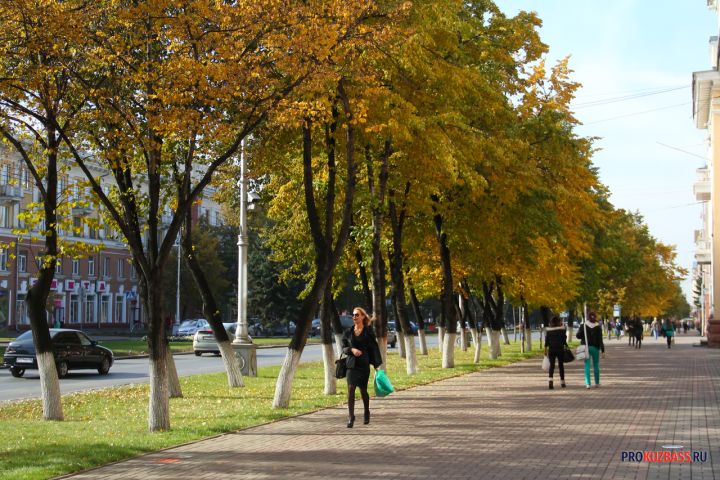 В мэрии Новокузнецка посчитали количество аварийных деревьев в городе
