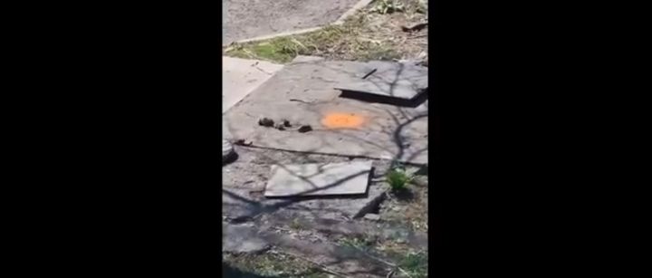 Улицы Новокузнецка атаковали полчища крыс
