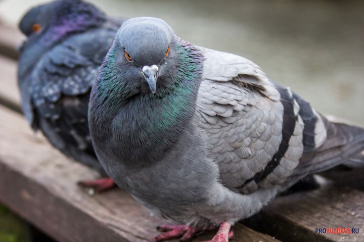В Новокузнецке по улице разбросаны трупы голубей