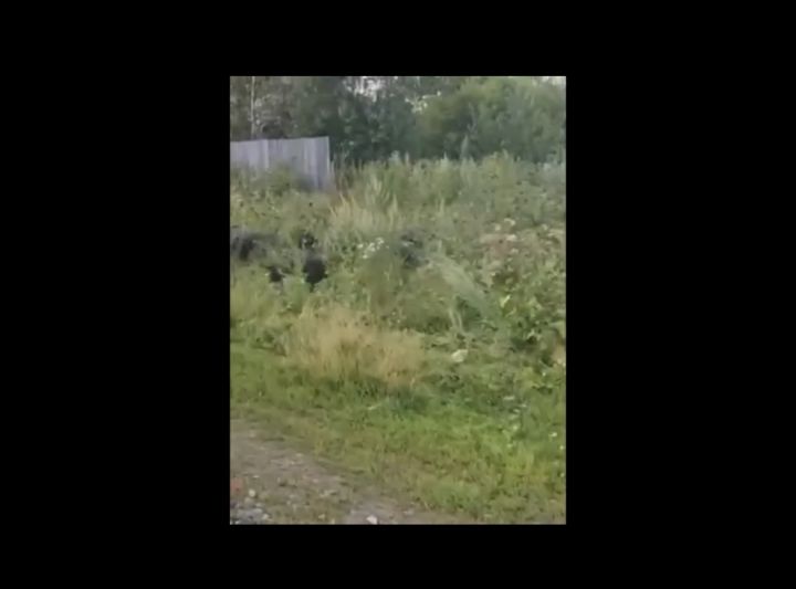 Жителей кузбасского поселка атакуют голодные свиньи