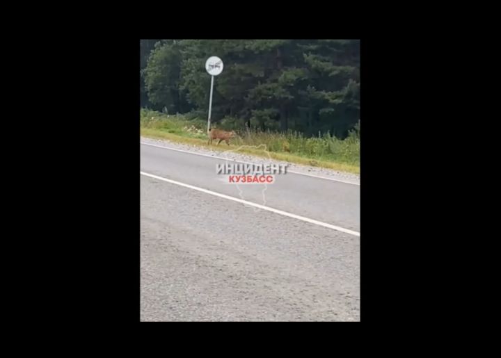 Кузбассовцы заметили рысь