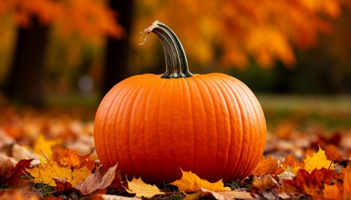 Чем полезна королева осеннего стола