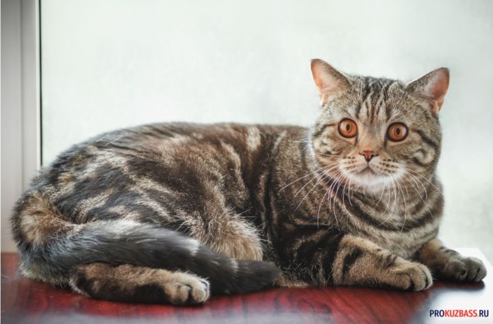 Не допусти, чтобы твоя кошка страдала в осенний период! Позаботься о ней с особым тщанием 