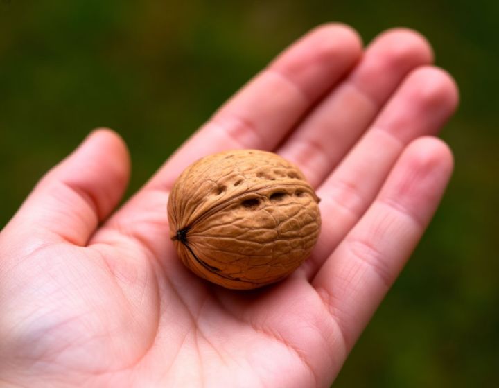 Блогер нашёл самый лёгкий и аккуратный способ раскалывать грецкие орехи