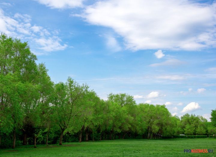 Мэр Кемерова ответил на вопрос о вырубке деревьев на набережной в Кировском районе