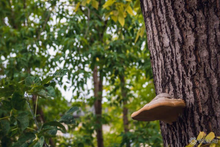 Найдена пропавшая в кузбасском лесу беременная женщина 