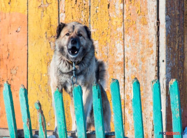 Суд взыскал компенсацию морального вреда с владельца собаки, покусавшей девочку в Новокузнецке