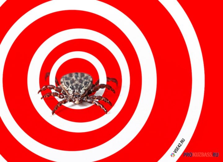 Более ста кузбассовцев пострадали от укуса клеща