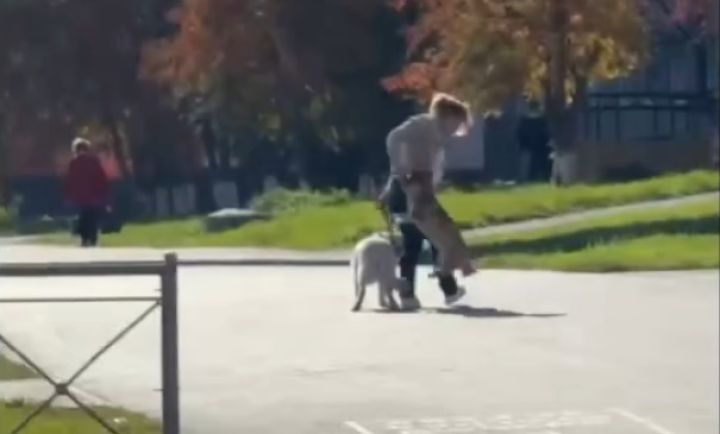 Кемеровчане обратили внимание на женщину, которая подвешивает на прогулке своих собак