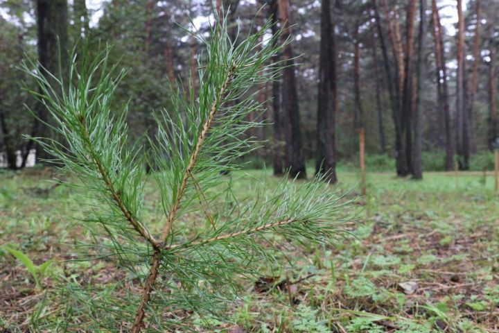 Более тридцати сосен вырубят в кемеровском бору уже в этом месяце