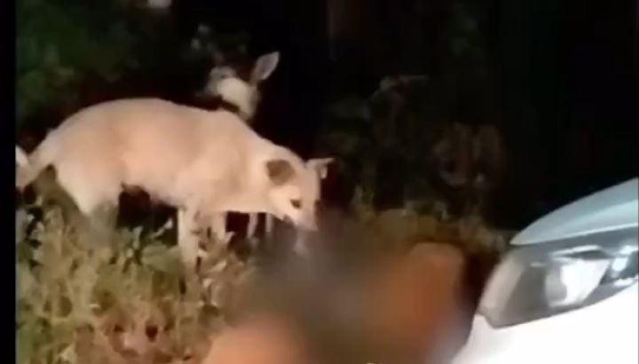 Стая бродячих собак разорвала кошку на глазах у людей в Кемерове