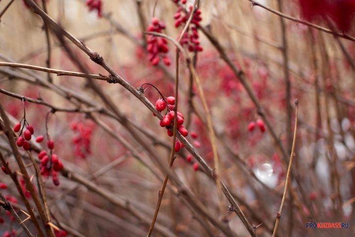Подробный список обязательных садово-огородных дел на октябрь