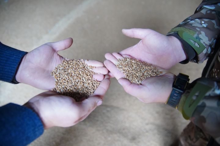 Кузбасские аграрии завершили уборку 86% зерновых культур