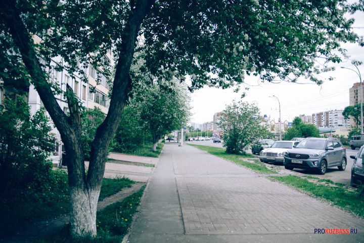 Старая яблоня снова плодоносит после простой бесплатной подкормки золой