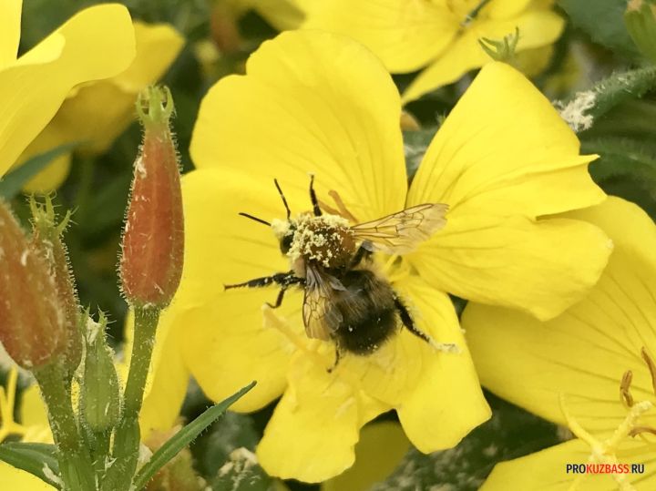 В Кузбассе фермер чуть не погубил ульи распылением пестицидов