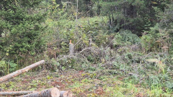 В Кузбассе возбуждено уголовное дело о незаконной рубке леса