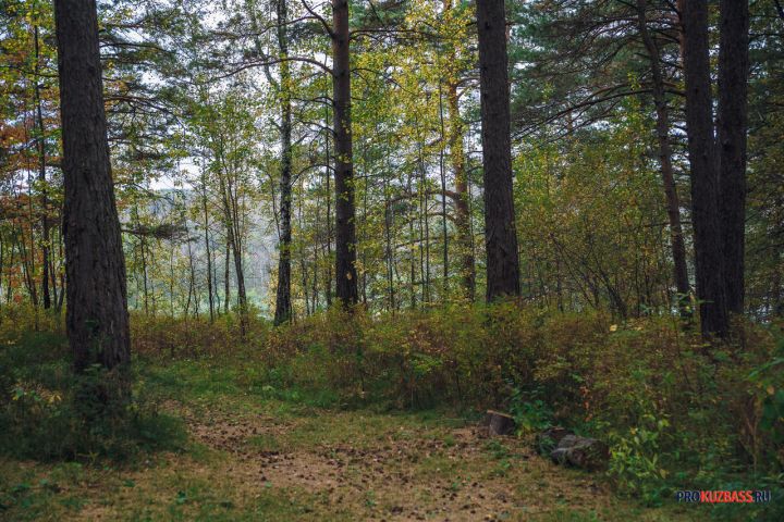 Ещё одну кузбасскую чиновницу арестовали и увезли в СИЗО