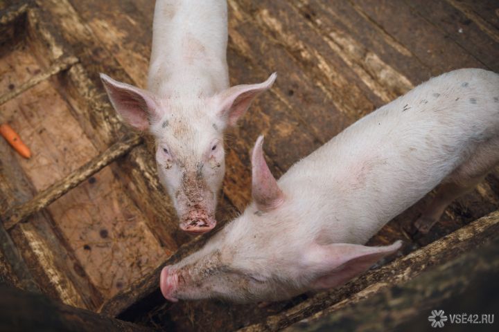 Кемеровские власти ввели карантин вокруг зараженной свиньи  