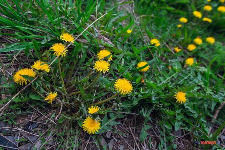 В Кемерове в середине октября зацвели одуванчики