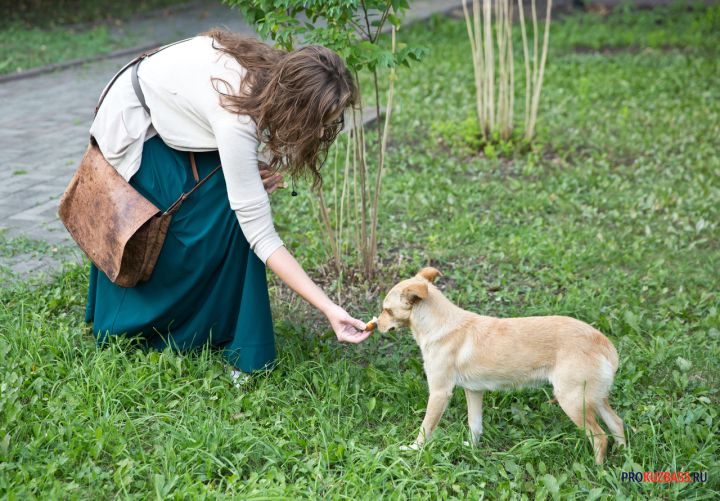 В Кемерове владельцев питомцев могут обязать убирать за животными в домах