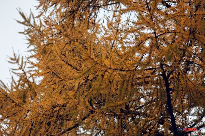 В Кемеровском бору убирают американский клен 