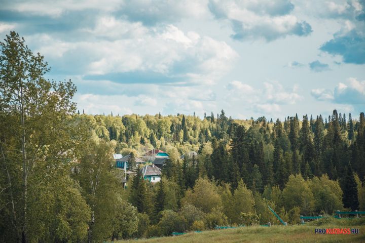 Кузбасс вырвался в лидеры России по сохранению и восстановлению лесов