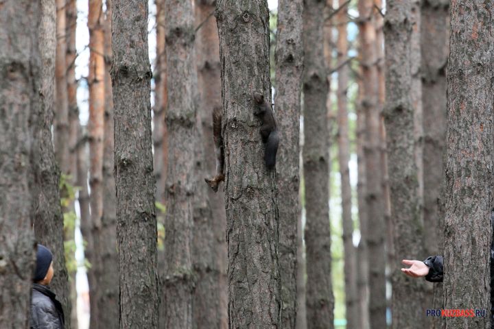Кузбасс выбился в лидеры по лесной контрабанде