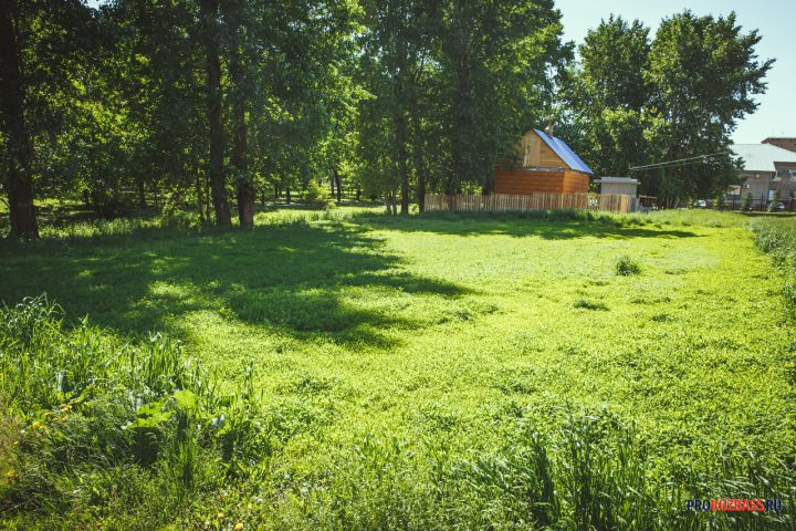 Кемеровская мэрия потратит более 270 млн рублей на зелень