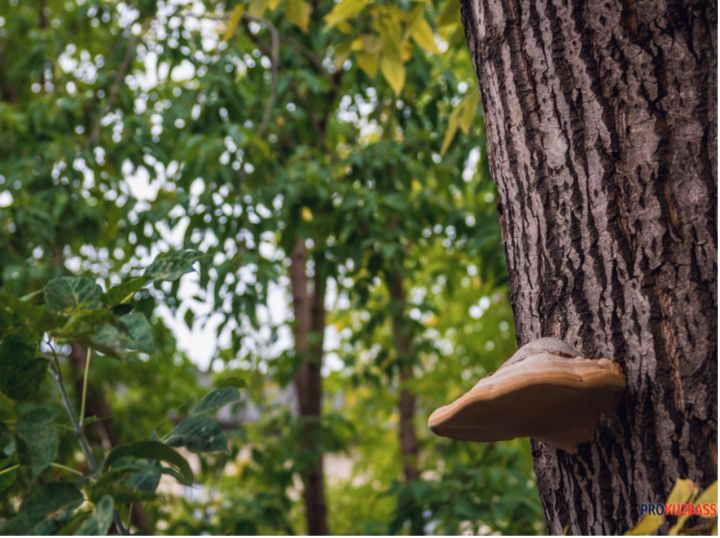 Кузбасс занял первое место в Сибири по контрабанде леса