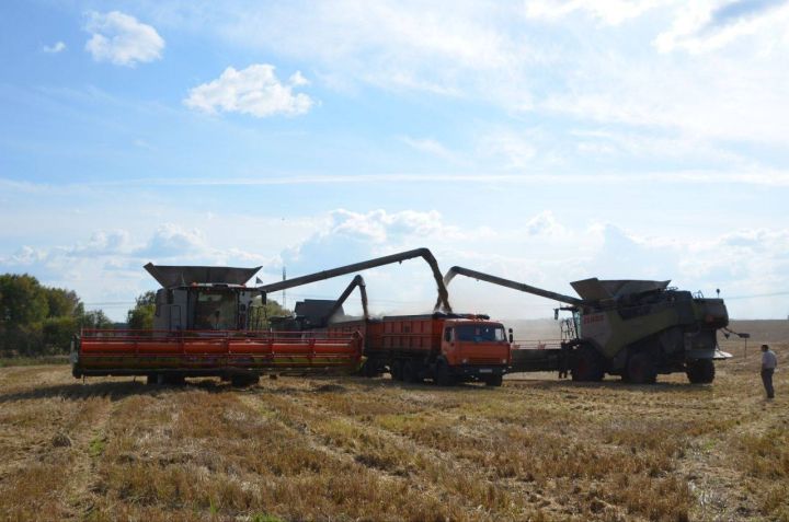 В кузбасском городе собрали рекордный урожай зерна