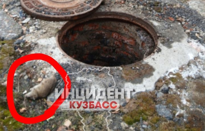 В кузбасском городе даже крысы умирают от таких условий, а люди живут