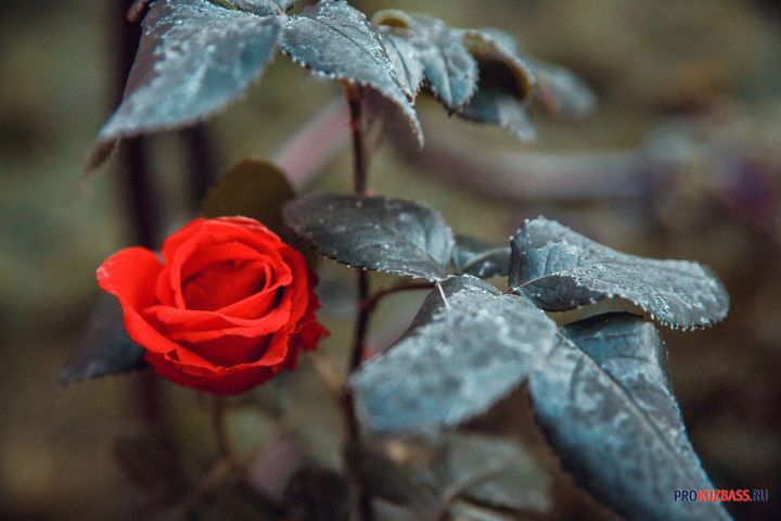 В праздничный вторник в Кузбассе ожидаются заморозки и гололедица