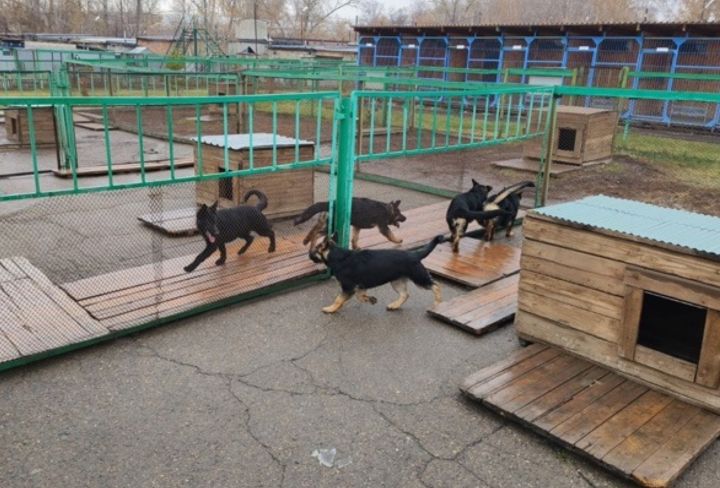 Пять щенков немецкой овчарки из Кузбасса отправлены на службу в Алтайский край