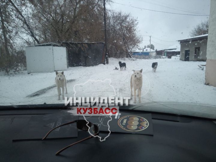 Жители Кемерова просят защитить их от агрессивной стаи собак в Кировском районе