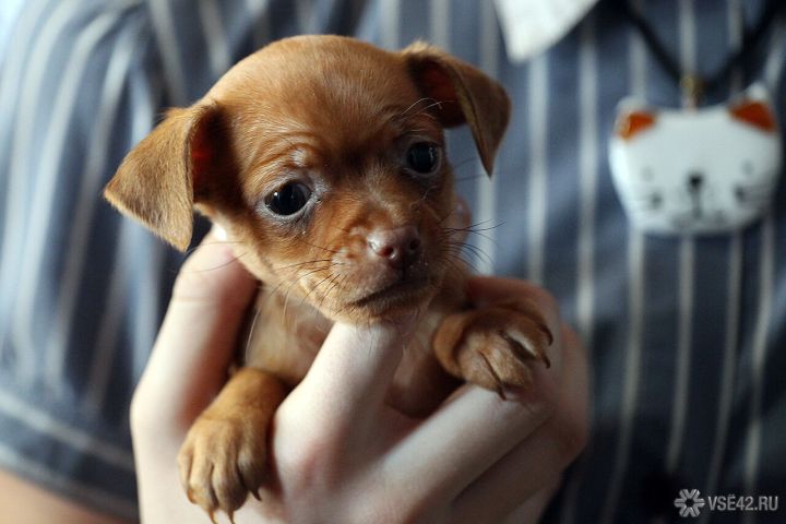 Регистрация домашних кошек и собак станет обязательной в Кузбассе уже в 2026 году