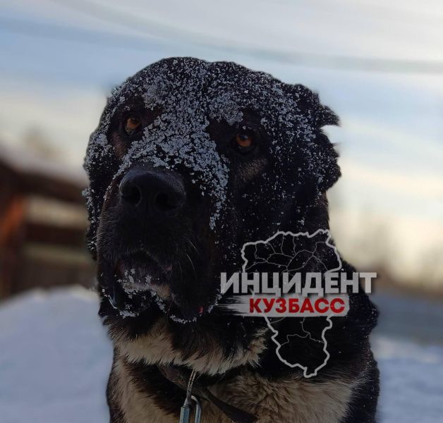 В кузбасском поселке неизвестные застрелили породистого пса