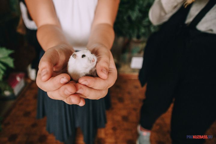 В Белове мыши массово перебрались к людям, спасаясь от осенних дождей