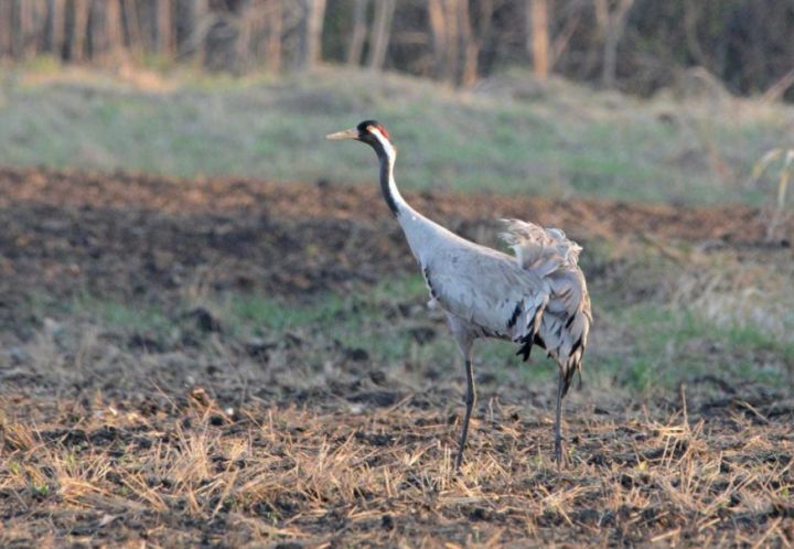 Сибирский учёный несколько часов гонялся за  раненым журавлём, чтобы спасти ему жизнь