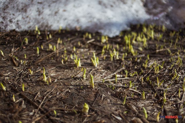 Сервис прогноза погоды пообещал потепление до +20 градусов в Кузбассе 