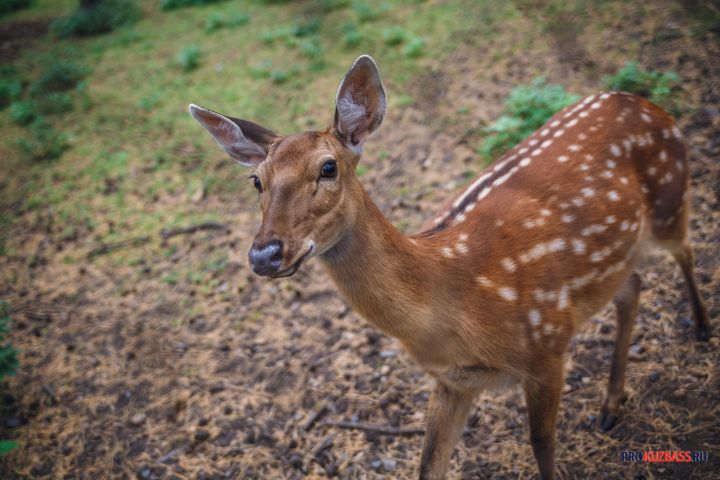 Лед заговорил: древняя ловушка для оленей раскрыла секреты Скандинавии