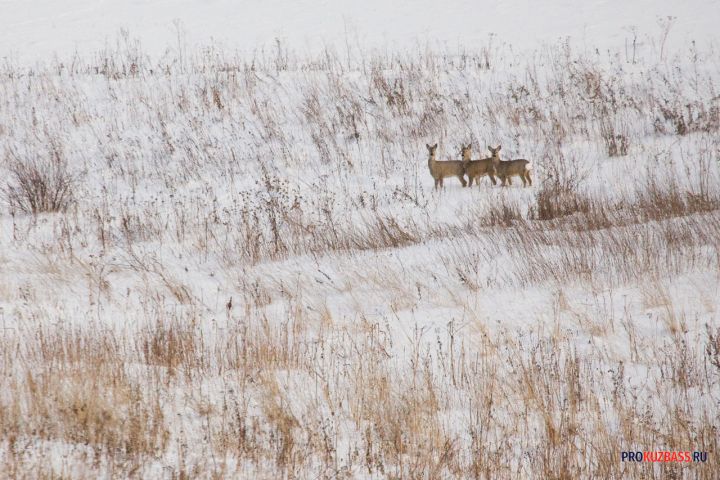 Кузбасские косули не отравились дорожными реагентами - их просто сбили автомобили