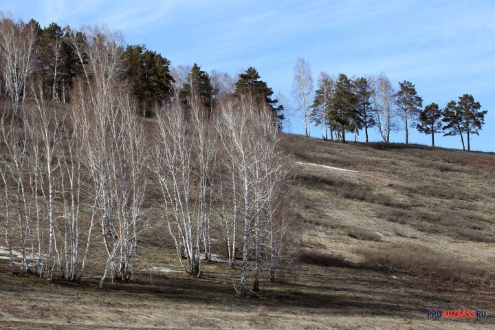 Жителя Кузбасса осудят за незаконную вырубку деревьев