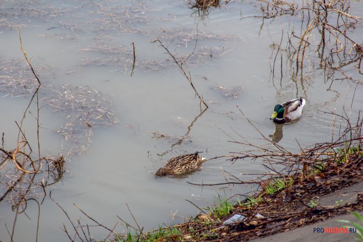 В Кузбассе усилили проверки после выявления незаконной добычи и загрязнения рек